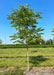 Skinny Latte Coffee Tree growing at the nursery with green leaves.