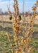 Closeup of early spring red and yellow flowers coating upward sweeping branches.