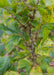 Closeup of a branch coated in seed capsule and green leaves.