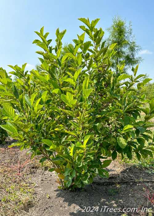 Multi-stem clump form Vernal Witchhazel with green leaves growing at the nursery.