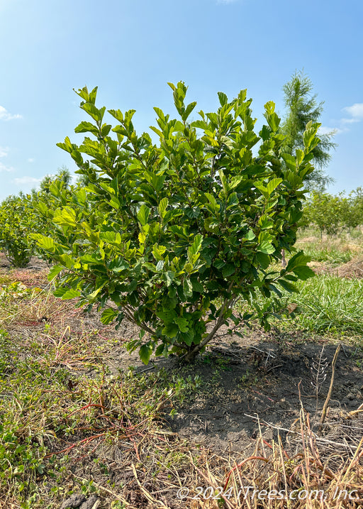 Multi-stem clump form Vernal Witchhazel with green leaves in a nursery row.