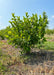 Multi-stem clump form Vernal Witchhazel with green leaves in a nursery row.