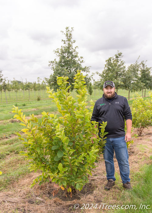 Vernal Witchhazel at the nursery with a person standing next to it.