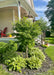 Little Twist Cherry with small green leaves and a stout grey smooth trunk, seen planted in the corner of a front landscape bed near a large wrap around porch.