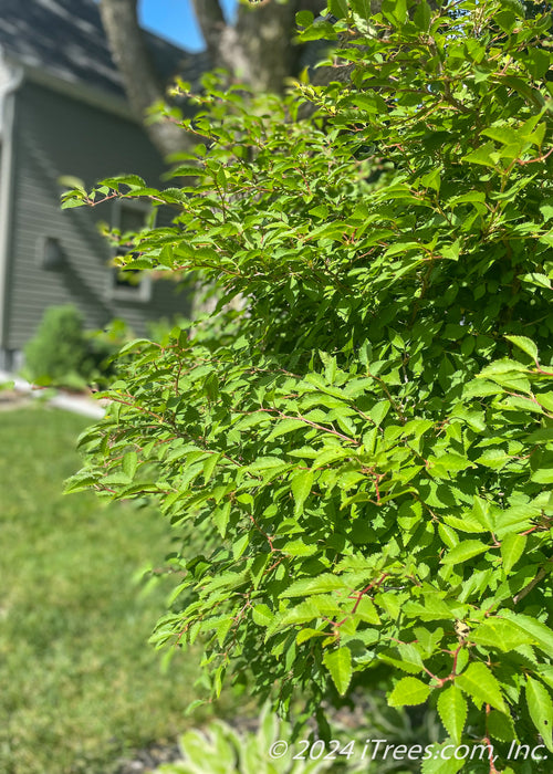 Closeup of small green leaves with serrated edges.