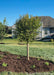 Little Twist Cherry with small green leaves, and stout trunk, seen planted in the front landscape bed of a house.