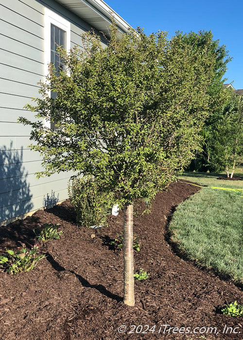 Little Twist Cherry with small green leaves and a stout shiny greyish brown tree trunk.