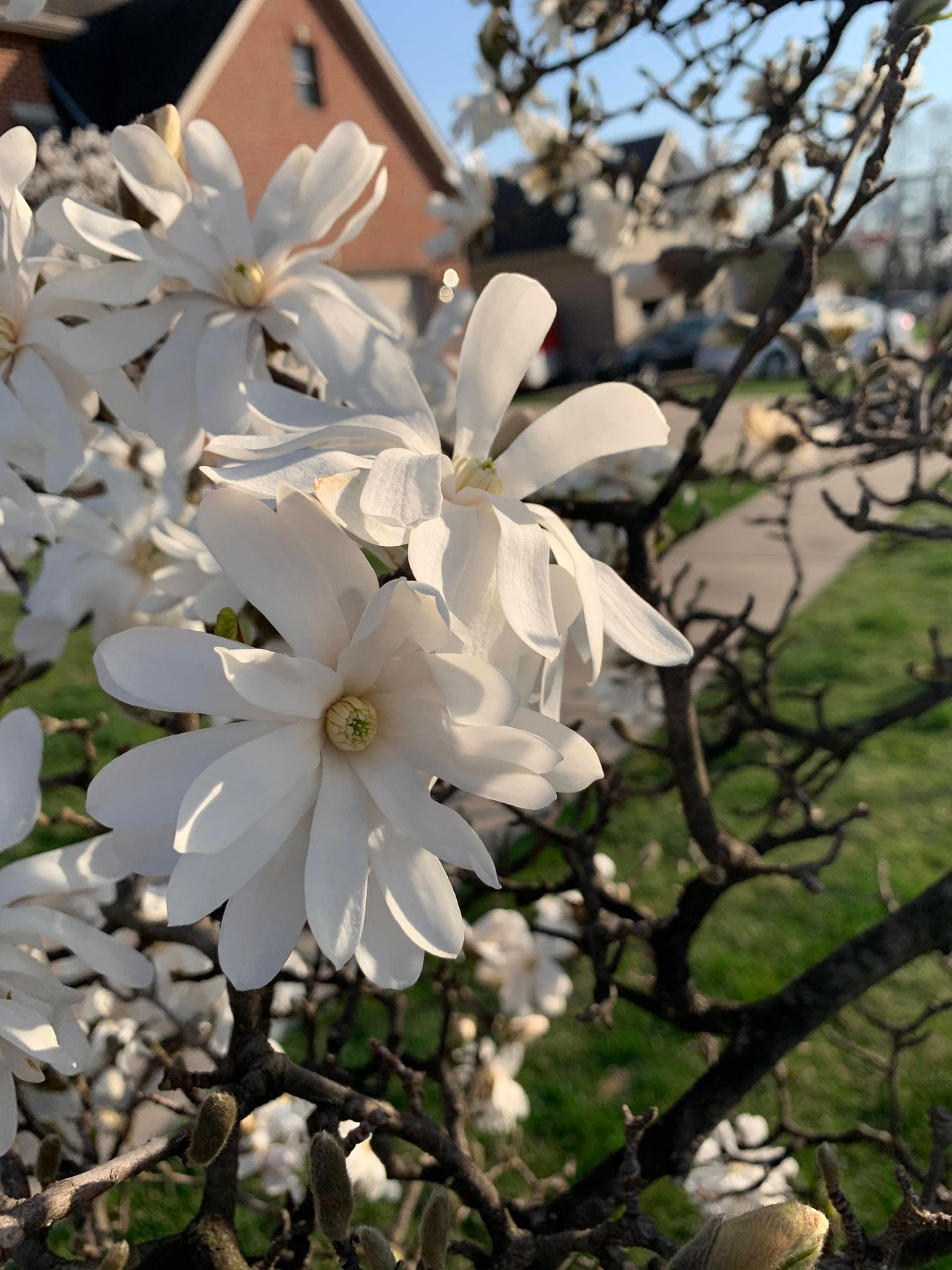 Flowering