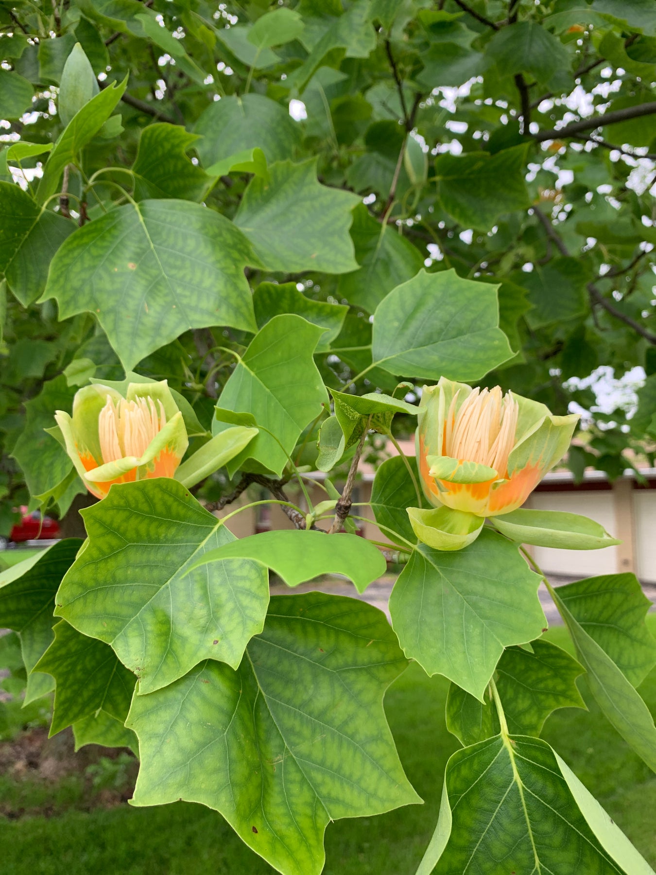 Morton Arboretum Picks