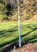 A newly planted Autumn Blaze Maple in fall without leaves, shown with tree wrap from the bottom of the trunk going up to the lowest branch.