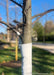 Closeup of lower branching of a newly planted tree, shown with tree wrap going up to the lowest branch.