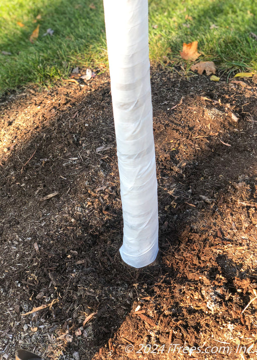 Closeup of tree trunk bottom, wrapped with tree wrap.