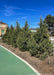 A row of Fairview Juniper are planted along a fence line.