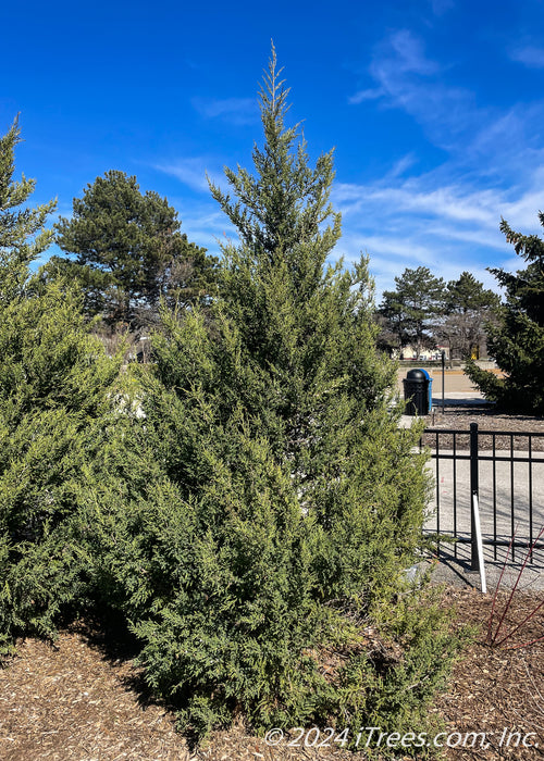 Fairview Juniper planted along a fence line for privacy.