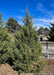 Fairview Juniper planted along a fence line for privacy.