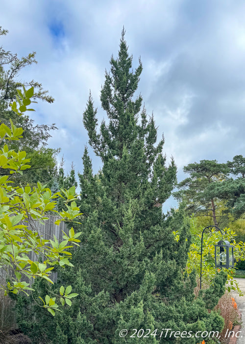 Fairview Juniper planted in a garden area.