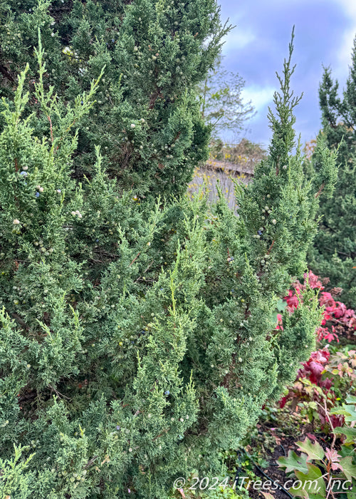 Closeup of sharply pointed Fairview Juniper needles and berries.