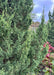 Closeup of sharply pointed Fairview Juniper needles and berries.