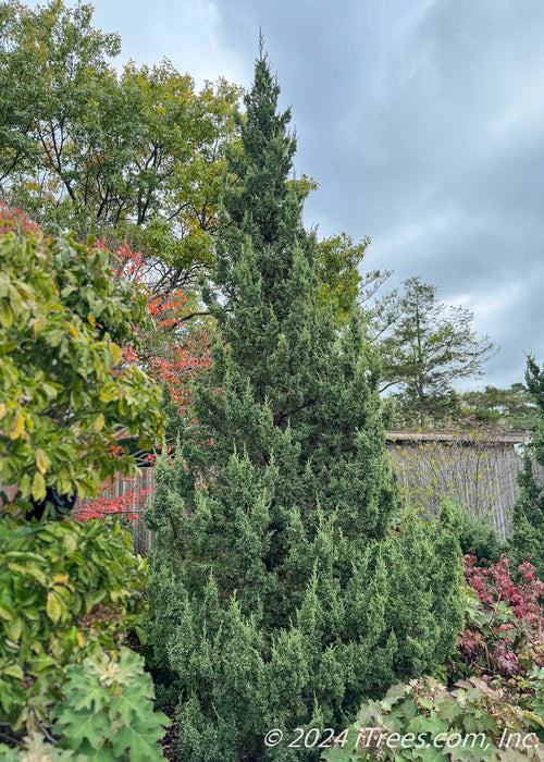 Fairview Juniper planted in a garden area. 