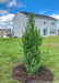 A newly planted Mountbatten Juniper in a backyard of a suburban house for privacy and screening.