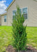 Mountbatten Juniper planted in a backyard for privacy and screening. The house and blue sky are in the background.