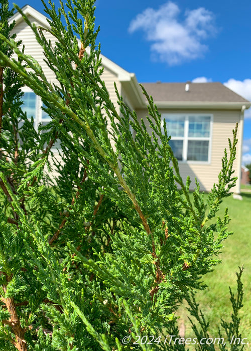 Closeup of sharp green needles with the house and blue sky with clouds in the background.