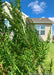 Closeup of sharp green needles with the house and blue sky with clouds in the background.