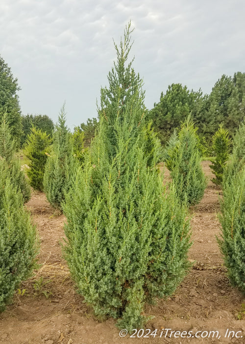 Star Power Juniper growing at the nursery.