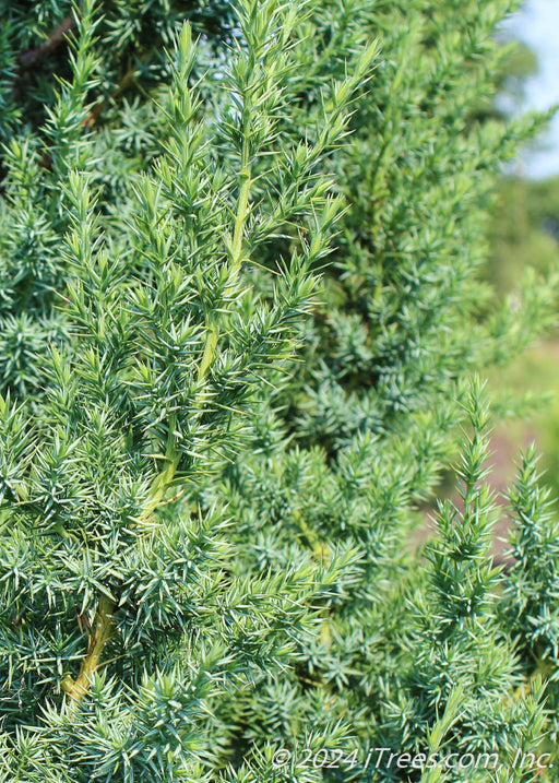 Closeup of sharp needles.