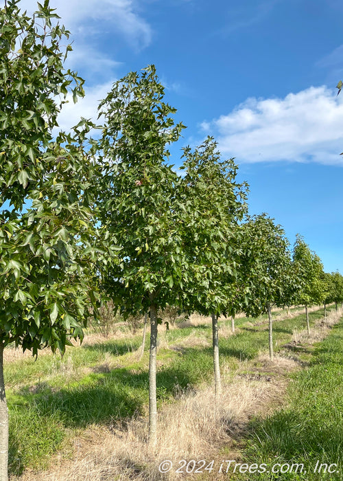 A row of Worplesdone Sweetgum at the nursery with green leaves.