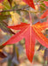 Closeup of bright red-orange leaf.