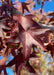 Closeup of dark wine purple star-shaped leaves.