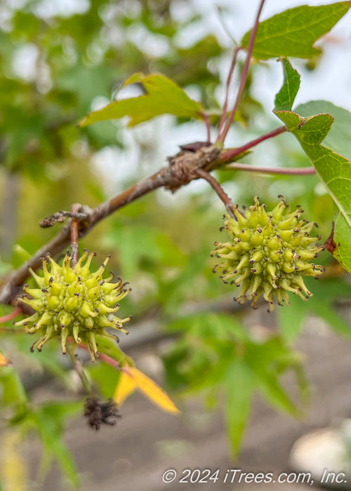 Closeup of spiky gumballs.