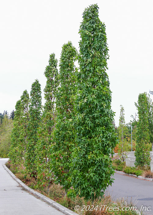 A row of Slender Silhouette Sweetgum planted along a parkway.