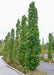 A row of Slender Silhouette Sweetgum planted along a parkway.