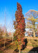 Slender Silhouette Sweetgum with bright reddish purple fall color planted in an open field.