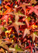 Closeup of star-shaped leaves with fall color from wine red to bright red-orange and yellow.