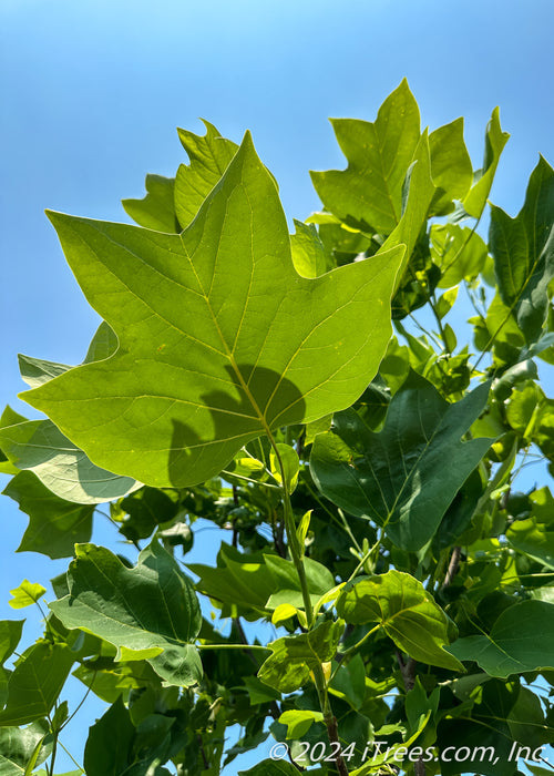 Closeup of the underside of a green leaf.