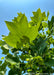 Closeup of the underside of a green leaf.