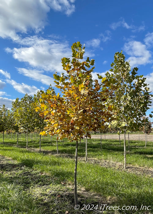 Tulip Tree in fall at the nursery.