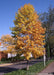 A Tulip Tree in fall planted on the parkway.