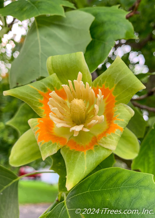 Closeup of a tulip flower with bright yellow and orange centers.