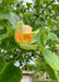 Closeup of a yellow and orange tulip flower view from the side.