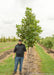 Emerald City Tulip in the nursery with a person standing next to it for a height comparison with their shoulder at the lowest branch.