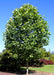 A maturing Emerald City Tulip Tree with a full canopy of shiny green leaves.