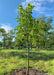 A newly planted Emerald City Tulip Tree planted in an natural park area as a memorial tree.