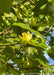 View looking up at tulip tree flowers topping branches of a tall Emerald City Tulip Tree.