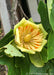 Closeup of the center of a tulip tree flower showing large tulip-like yellow petals with bright orange centers.