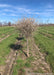 Little Twist Cherry in bloom in the nursery, seen with grass strips between rows of trees and blue skies in the background.