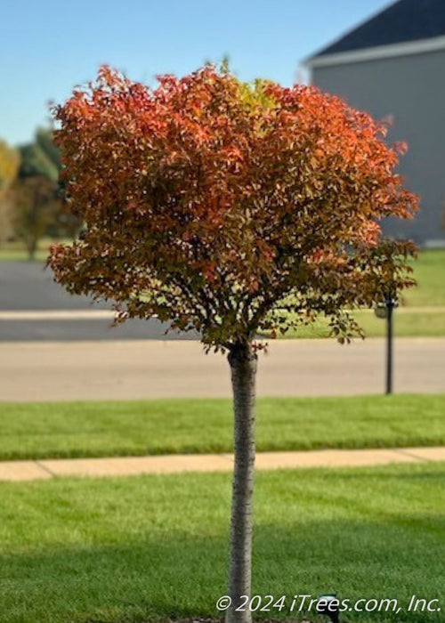 Closeup of a Little Twist Cherry newly planted with maroon fall color. 